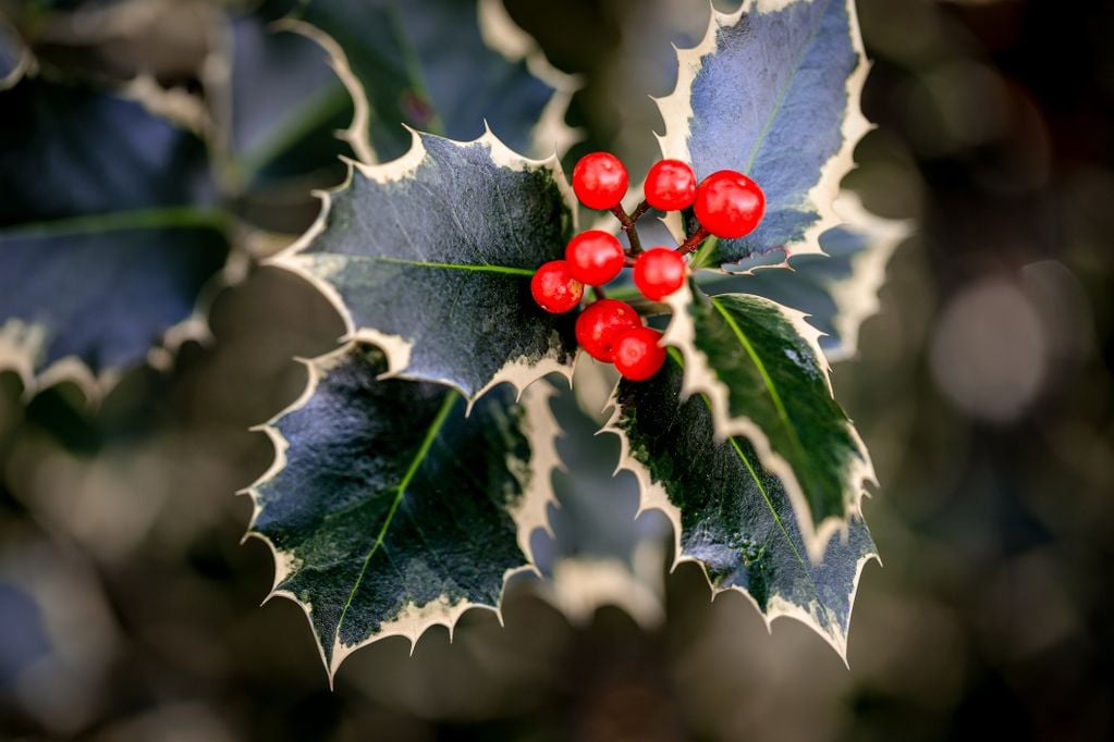 Stechpalmenzweig mit weiss geränderten Blättern und roten Beeren