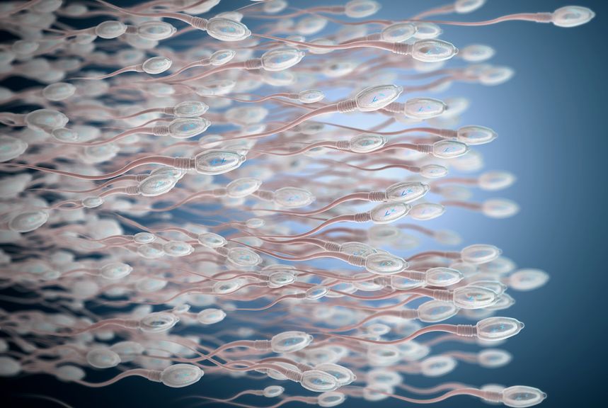 3D Darstellung von Spermien