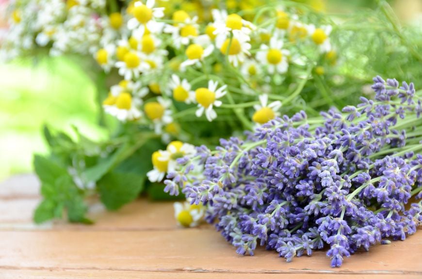 Lavendel, Kamille und Melisse