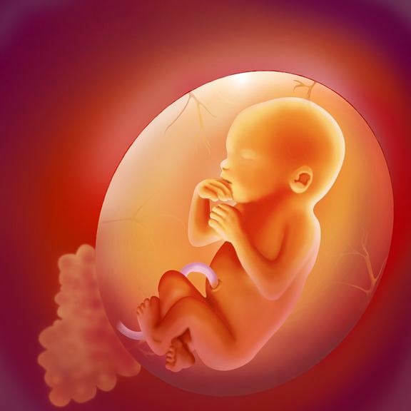 Embryo in der Fruchtblase
