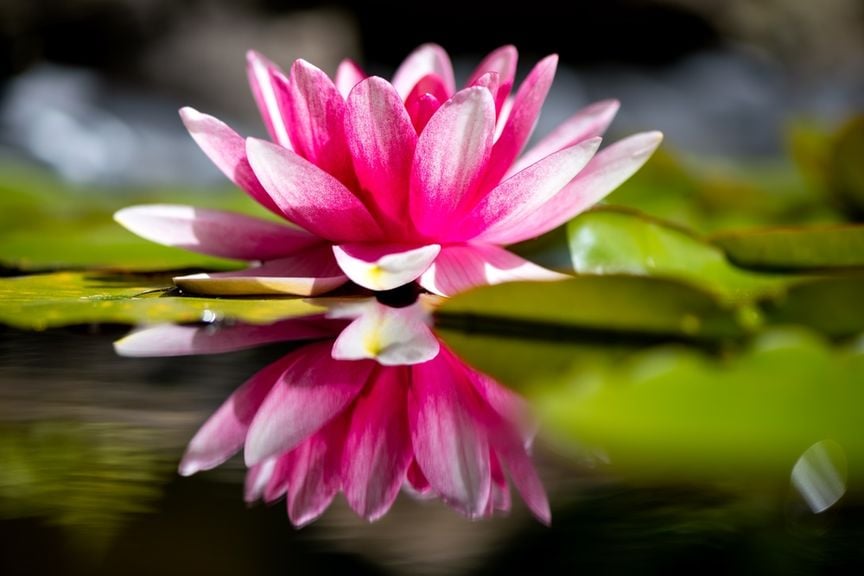 Lotusblüte