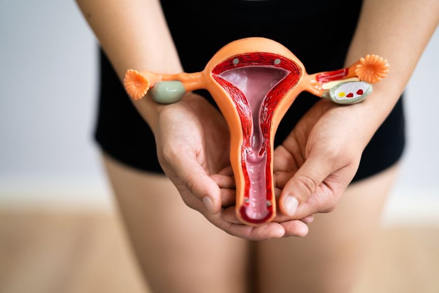 Modell einer Vagina und Unterus