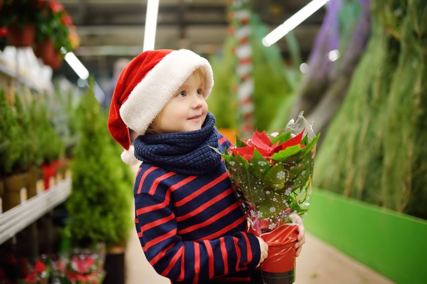 Kind mit Nikolausmütze und rot-blau gestreiftem Pullover hält eine Weihnachtsstern-Pflanze in den Händen