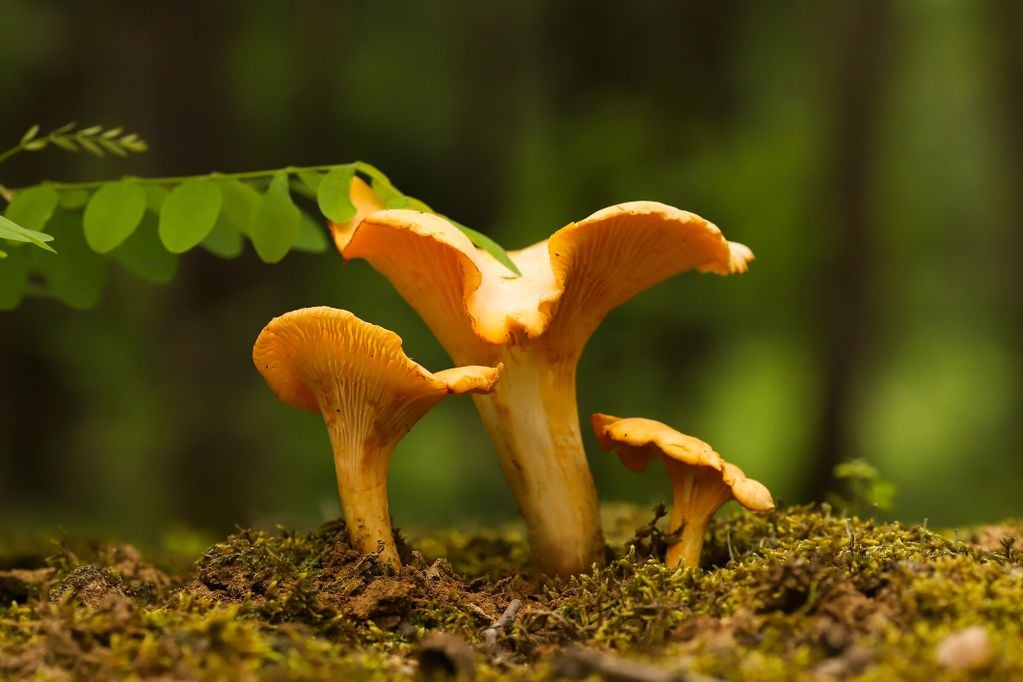 Eierschwämmchen auf Waldboden