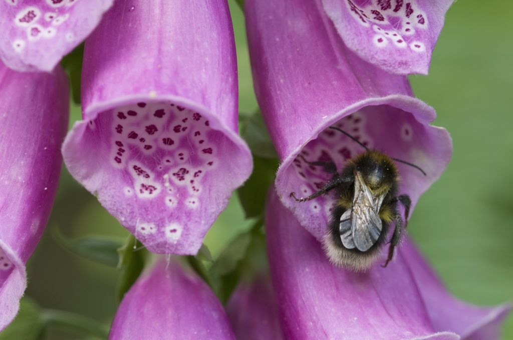 Fingerhut-Blüten mit Hummel