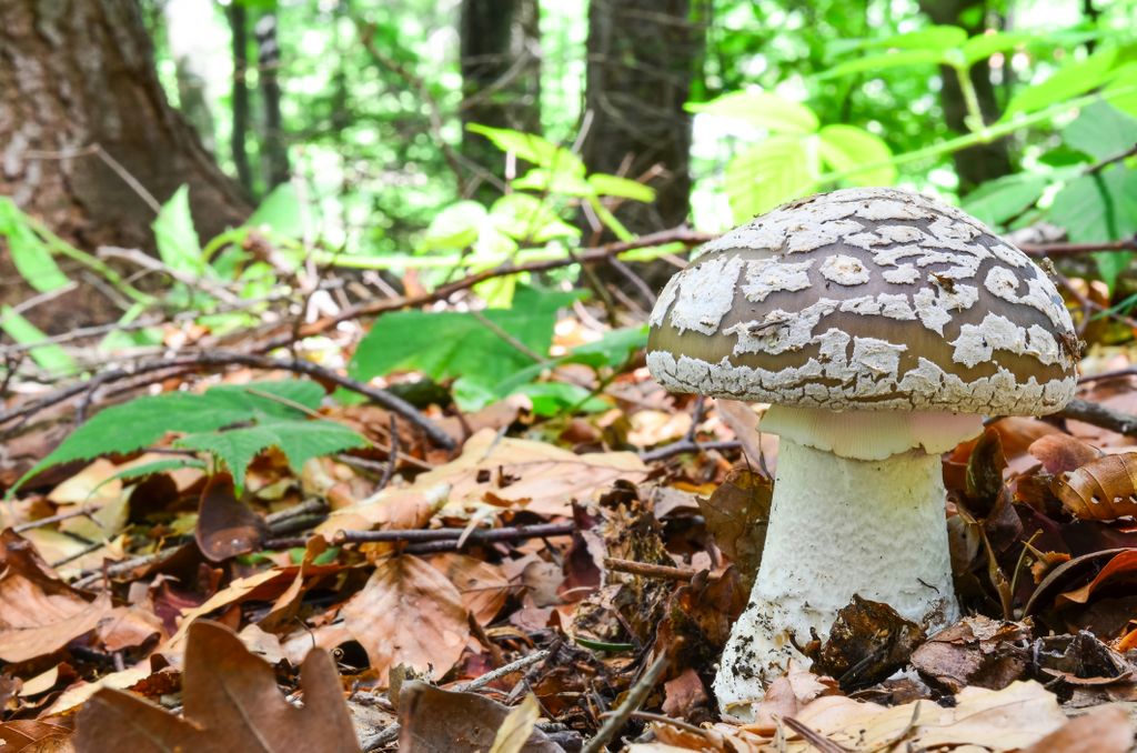 Grauer Wulstling ium Wald