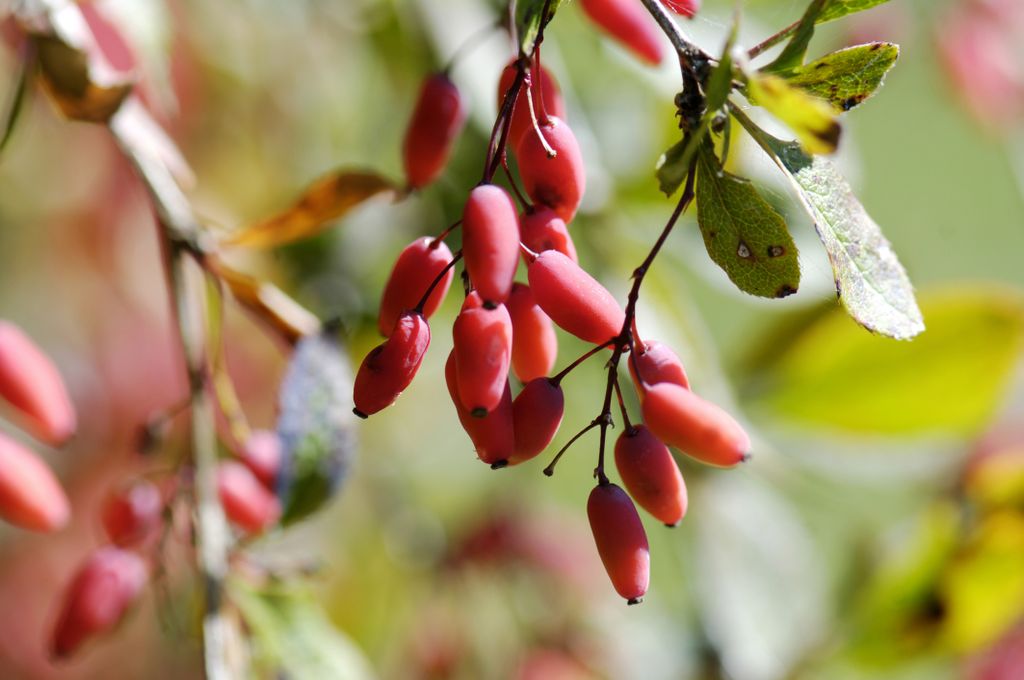 Berberitzen-Beeren