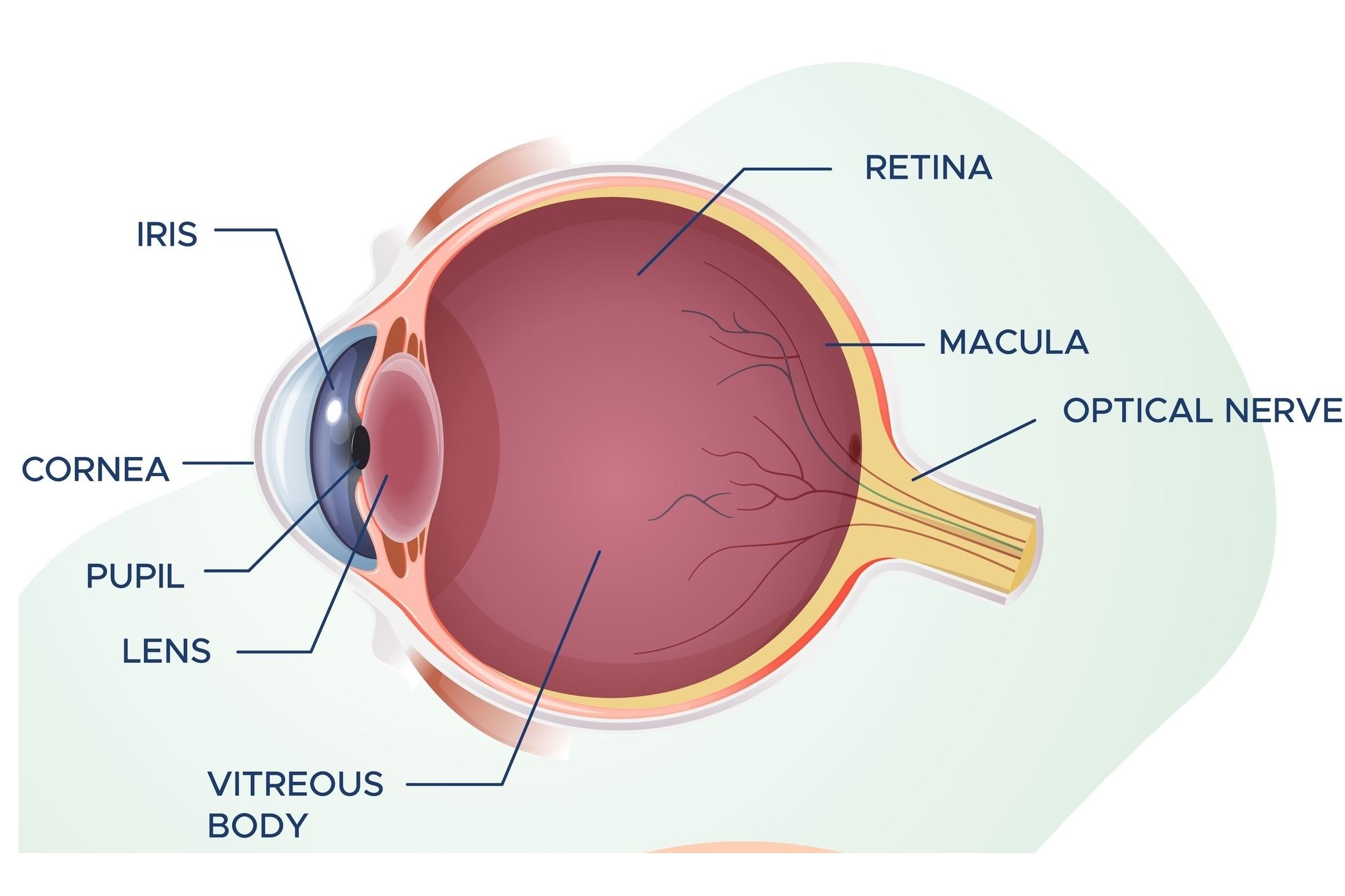 Anatomie Auge