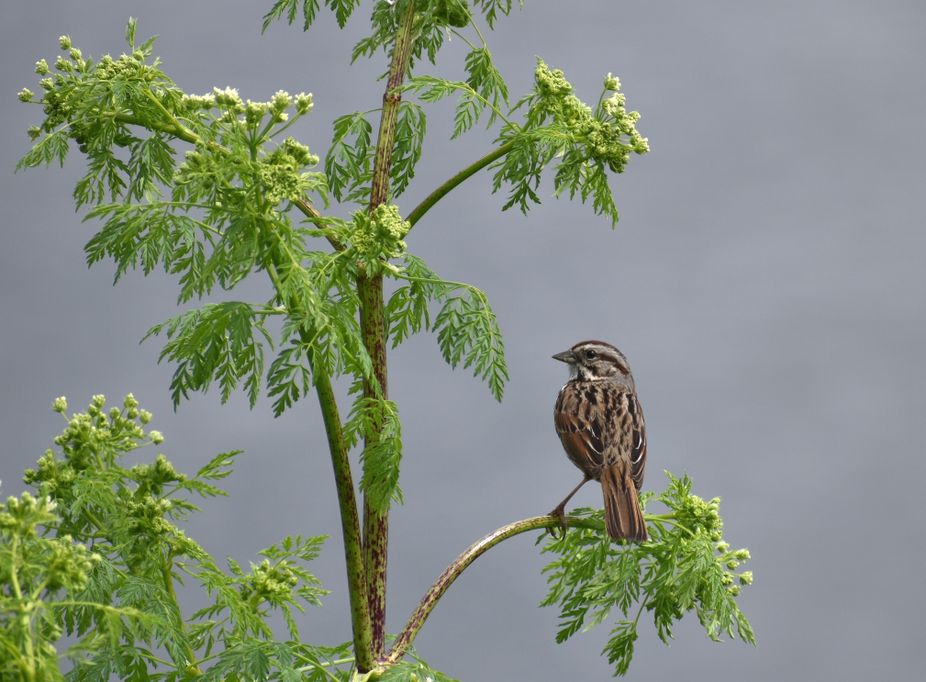 Gefleckter Schierling