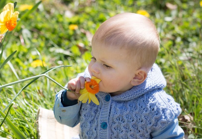 Baby nimmt Osterglocken-Blüte in den Mund