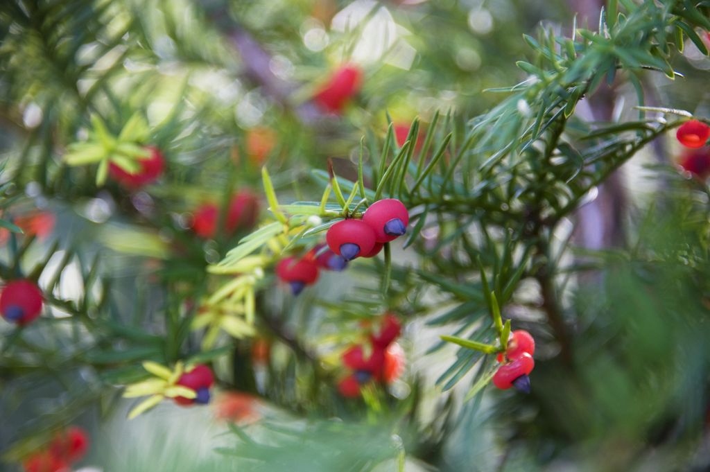 Eibenbeeren