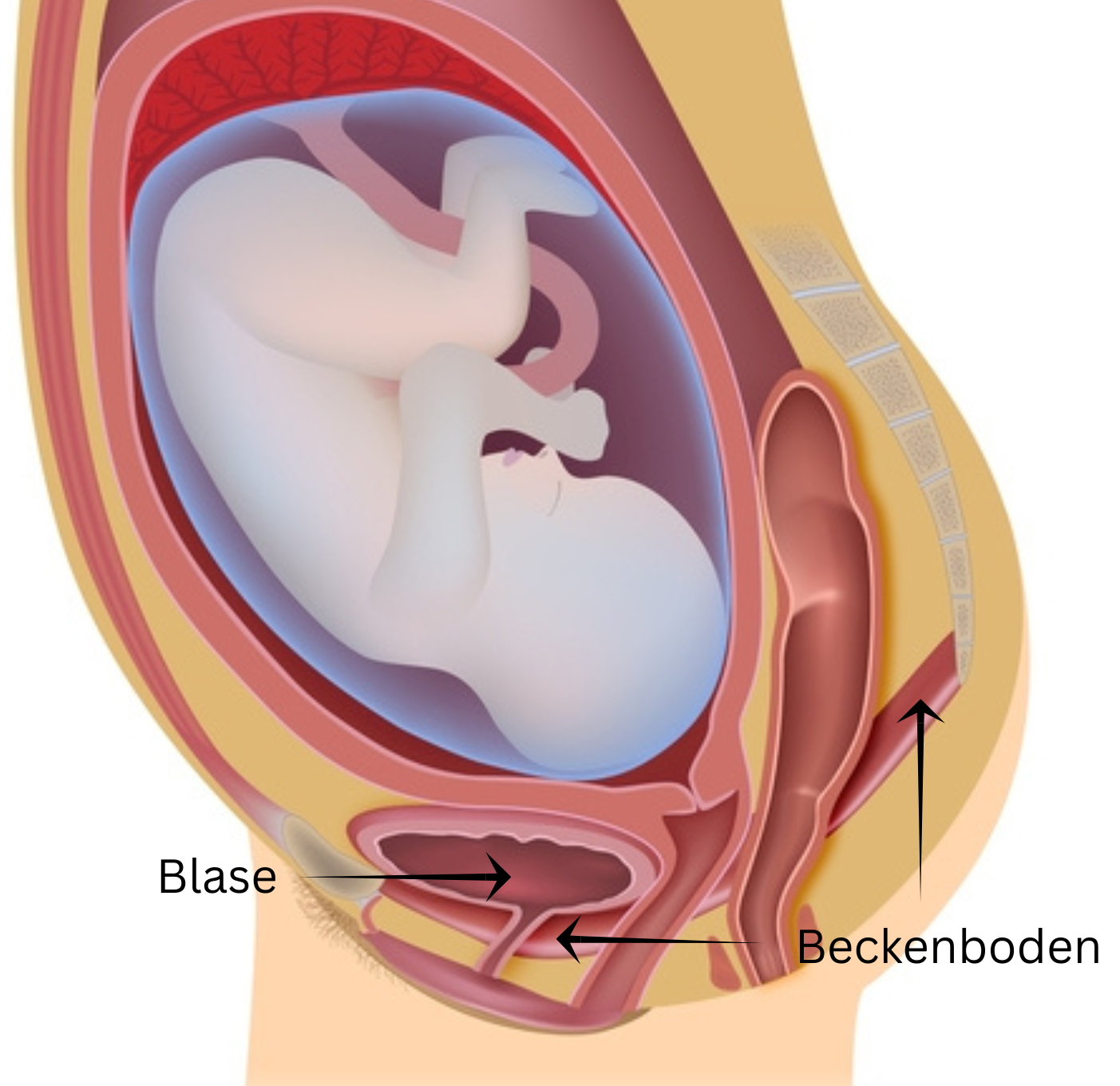 Anatomie Schwangerschaft