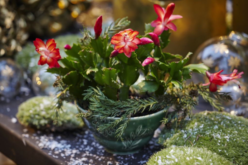 Rot blühender Weihnachtskaktus, umgeben von Moos, Weihnachtskugeln, Bastelschnee und Lichtern