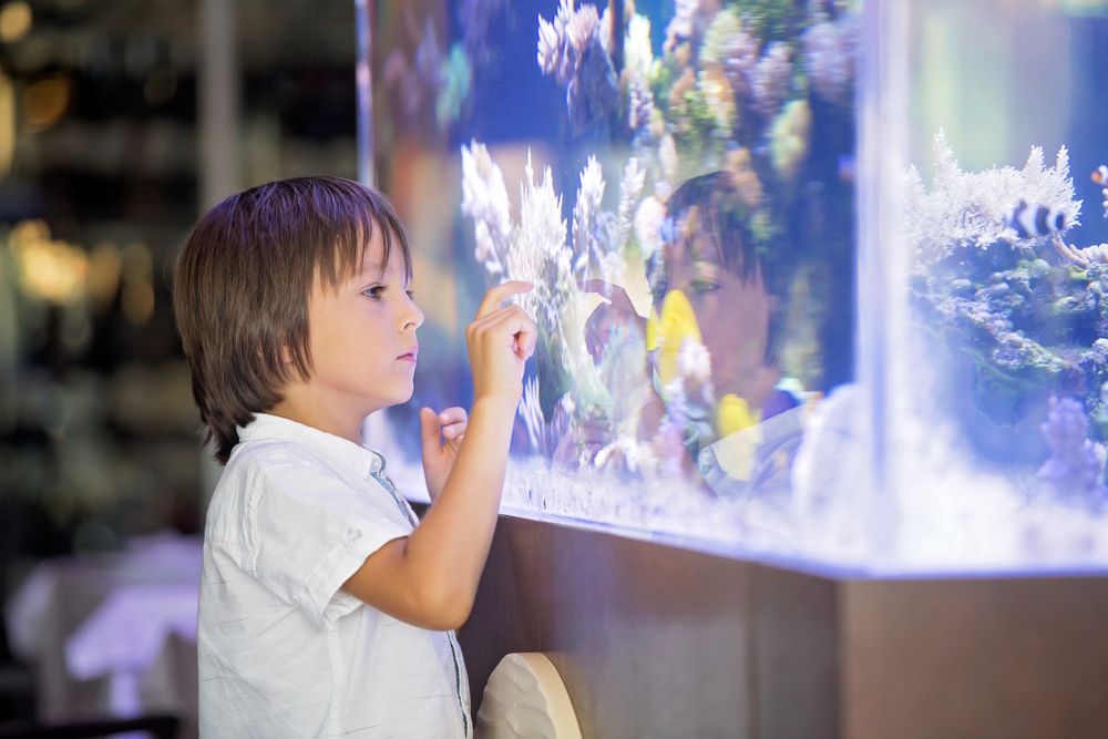 Kind beobachtet Fische in einem Aquarium