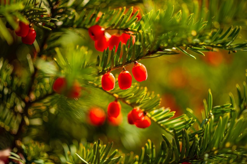 Eibenzweige mit roten Beeren