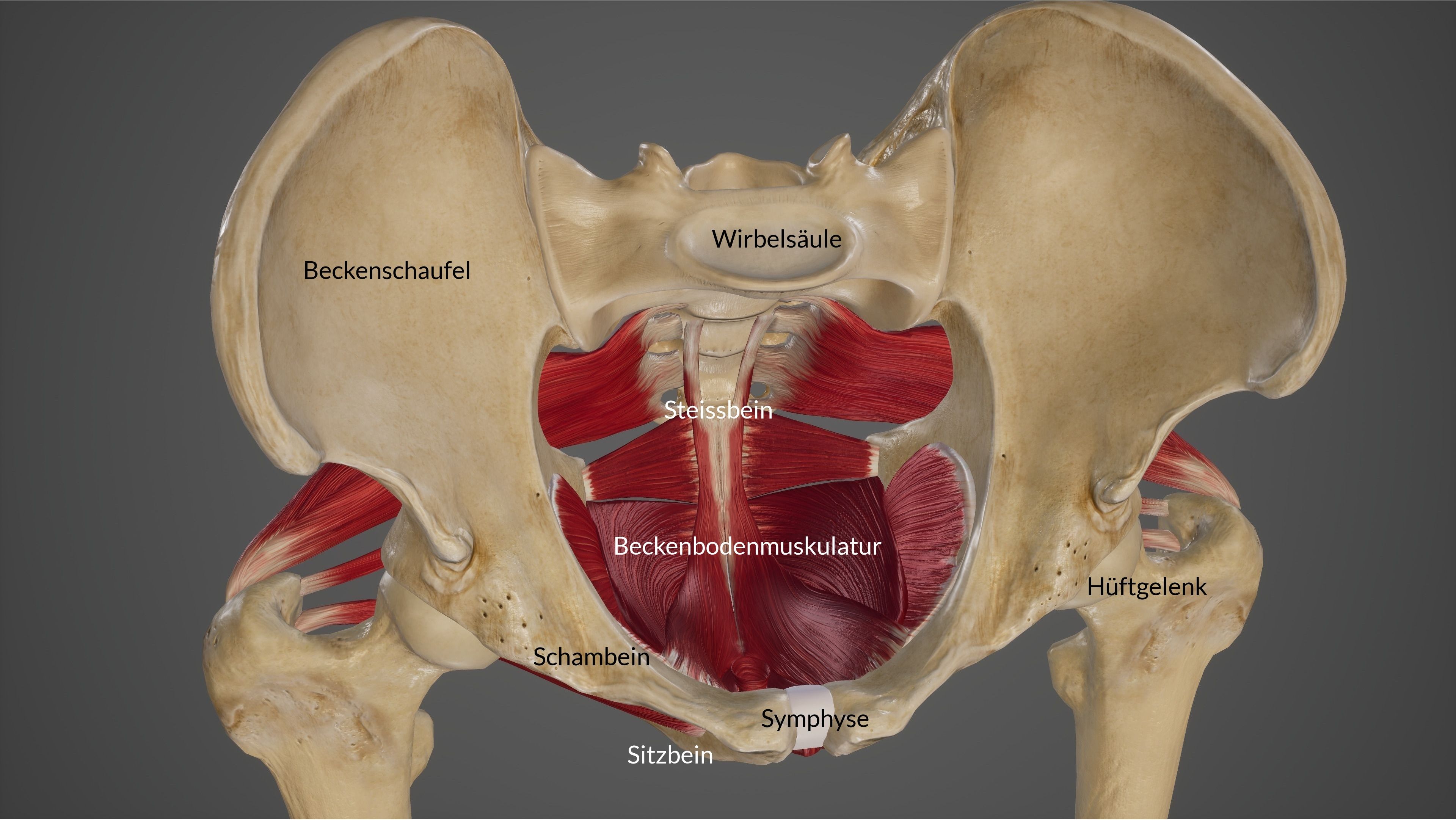 Anatomie weibliches Becken