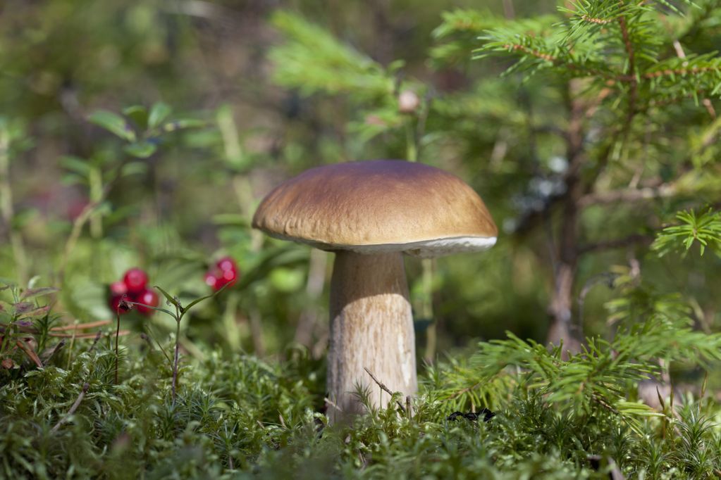 Steinpilz im Wald