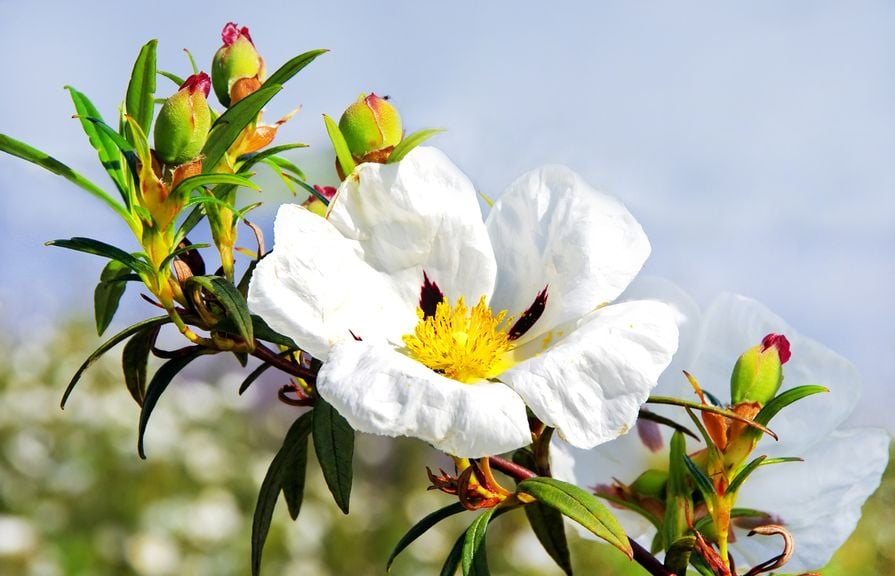 Cistrose  - Cistus Ladaniferus