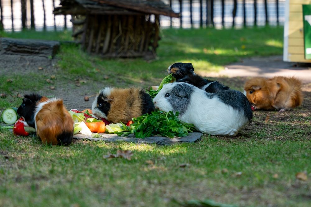 Meerschweinchen fressen in einem Aussengehege frisches Gemüse
