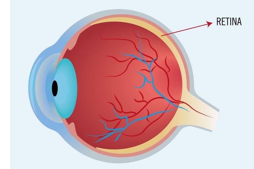 Anatomie Auge 