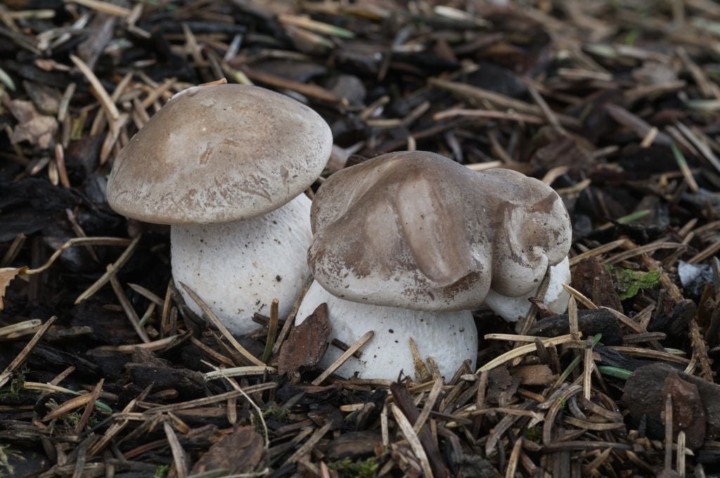 Nebelgrauer Trichterling auf dem Waldboden