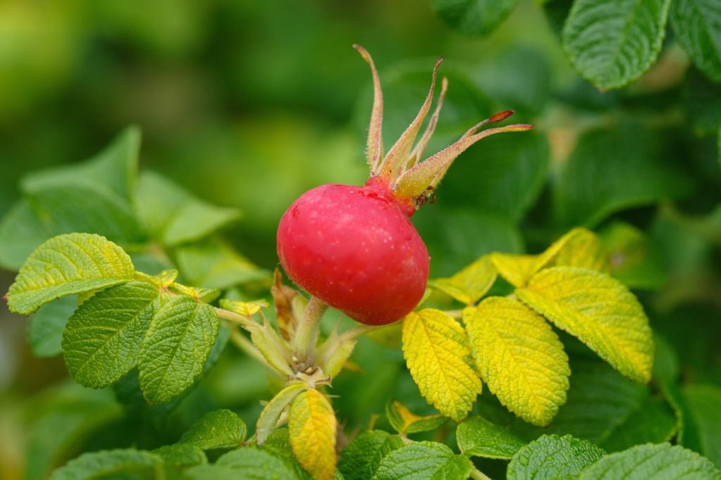 Hagebutte einer Rosa rugosa