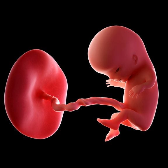 Embryo Modell aus Kunststoff 10.Woche,Baby,Fötus Anschauungsmodell,Schwangerscha 