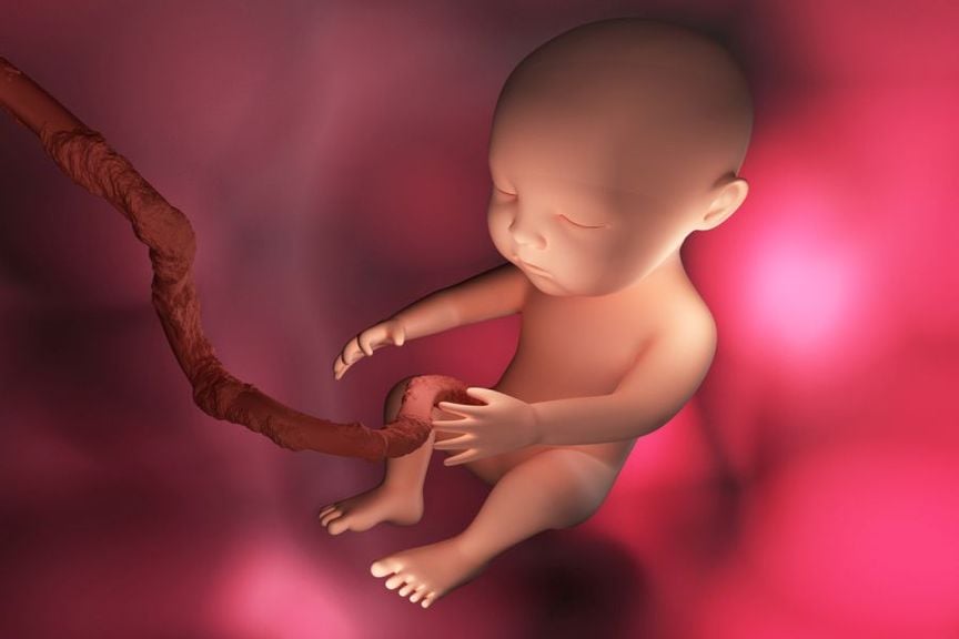 Fetus Nabelschnur