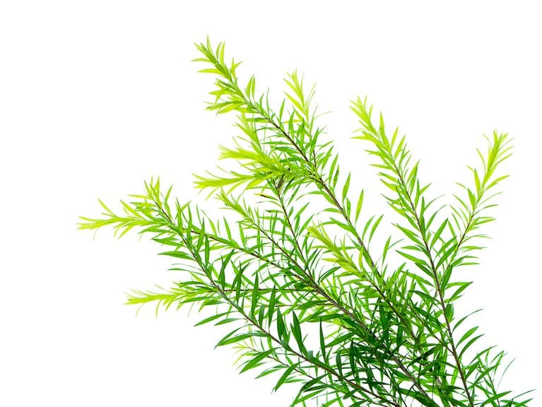 Teebaum,Teebaumo l iStock 1179775237