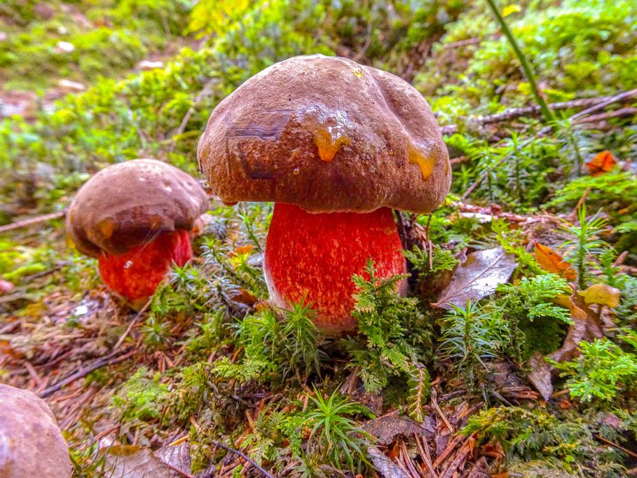 Satansröhrlinge im Wald