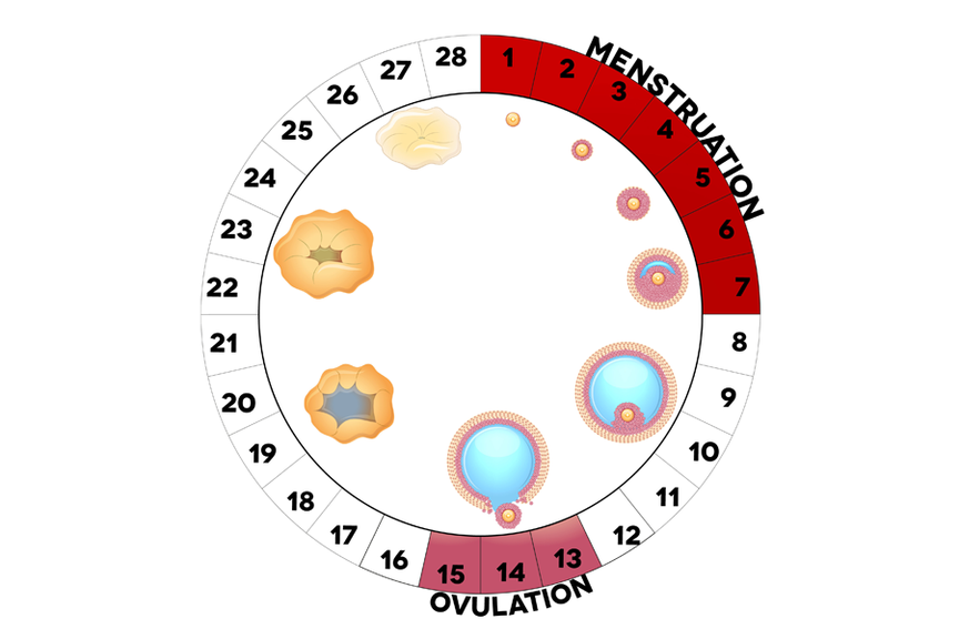 Menstruationszyklus 2,Ovulationskalender