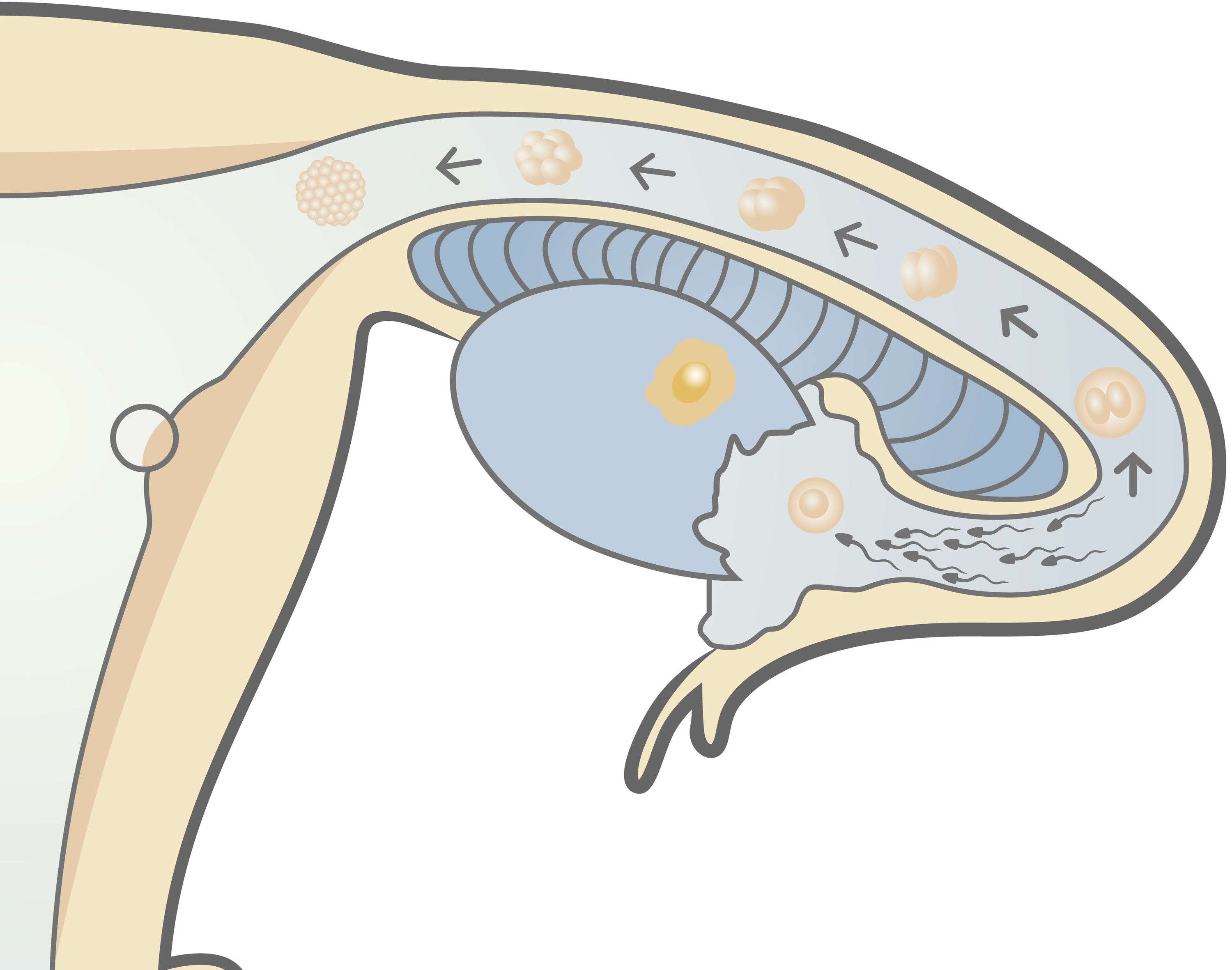 Storungen Nach Der Befruchtung Kinderwunsch