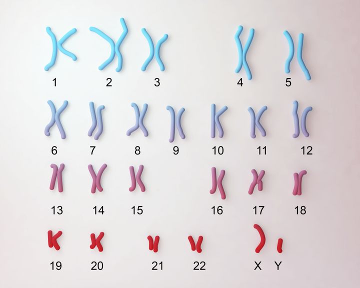 XY Chromosomen