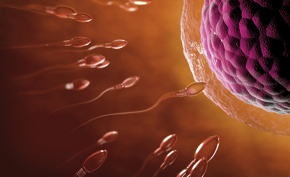 Befruchtungszygote von Spermien und Eizellen