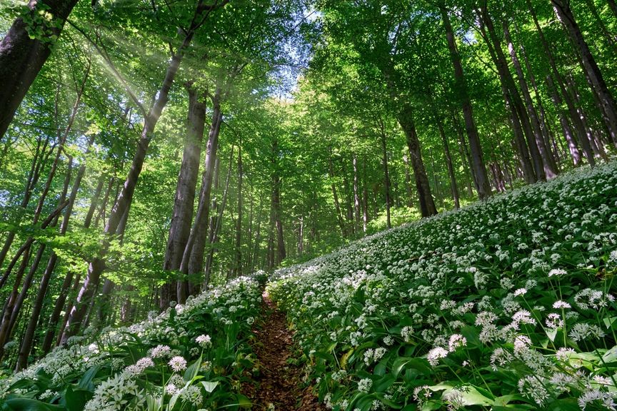 Bärlauch im Wald