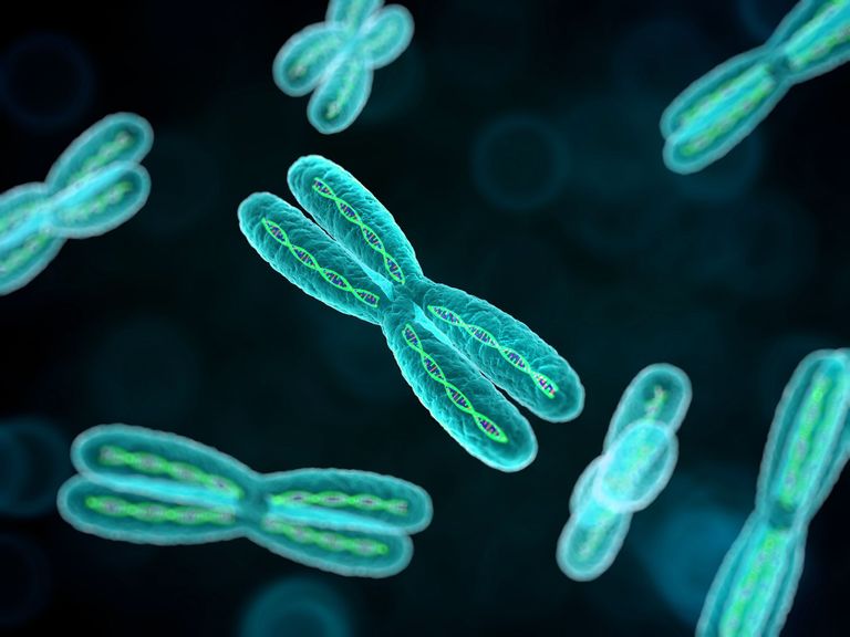 Chromosomen