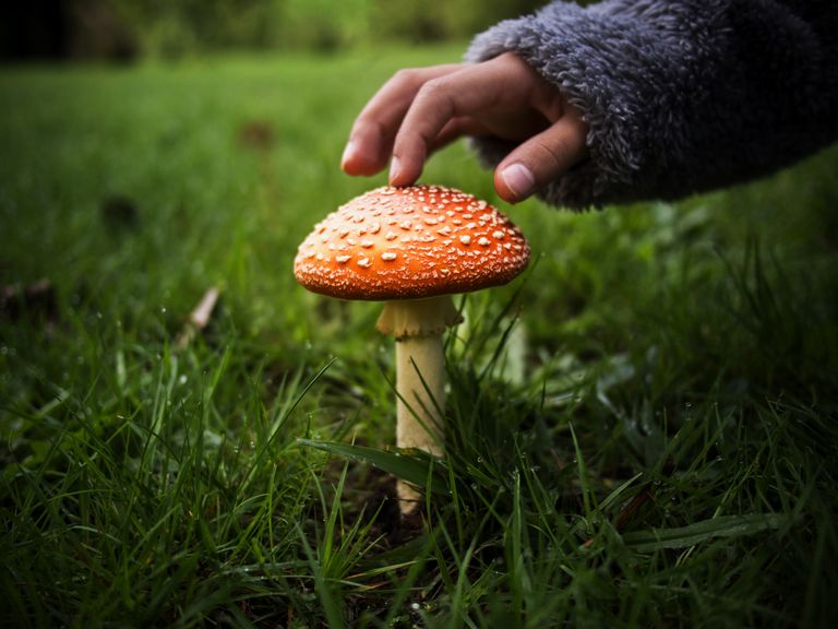 Kinderhand berührt Fliegenpilz