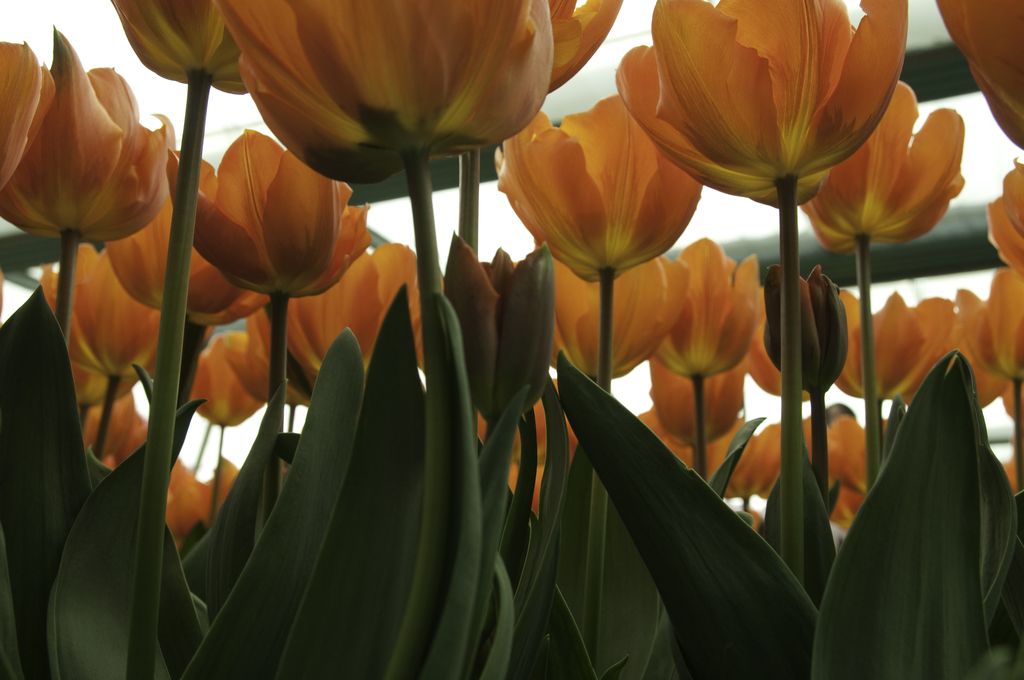 Orangefarbene Tulpen