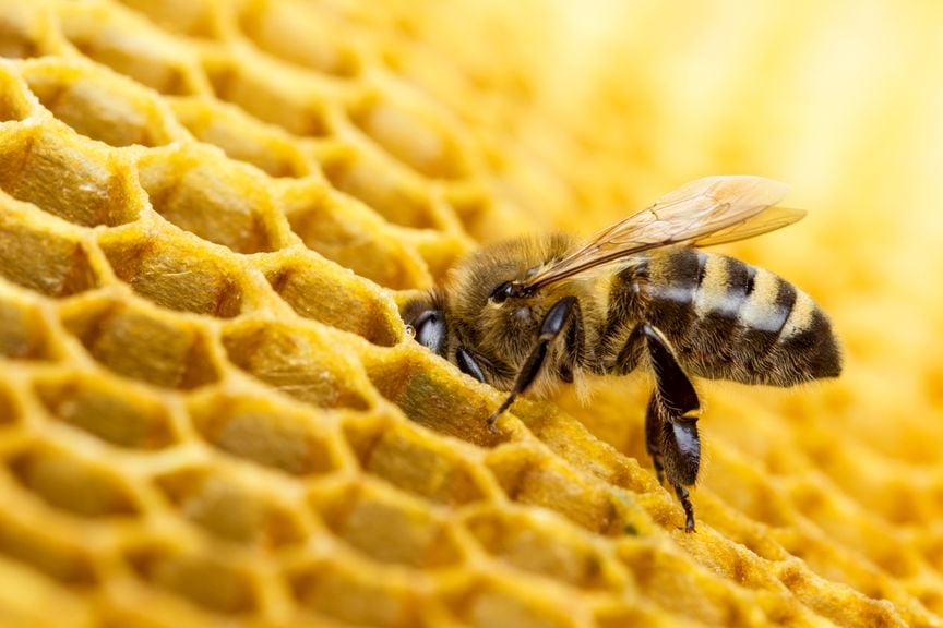 Bienenwabe mit Biene