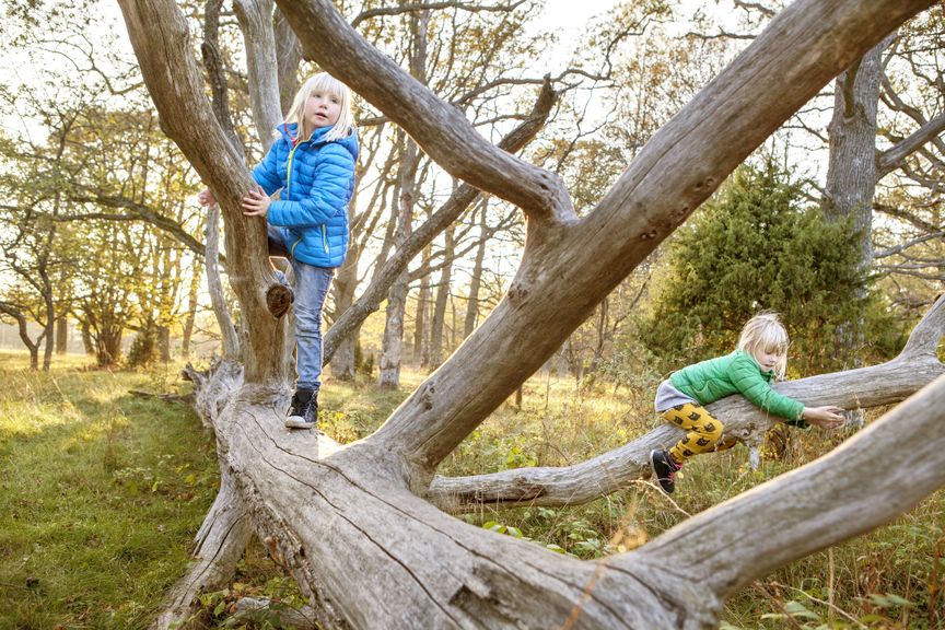 Kinder klettern auf einem umgestürzten Baum herum