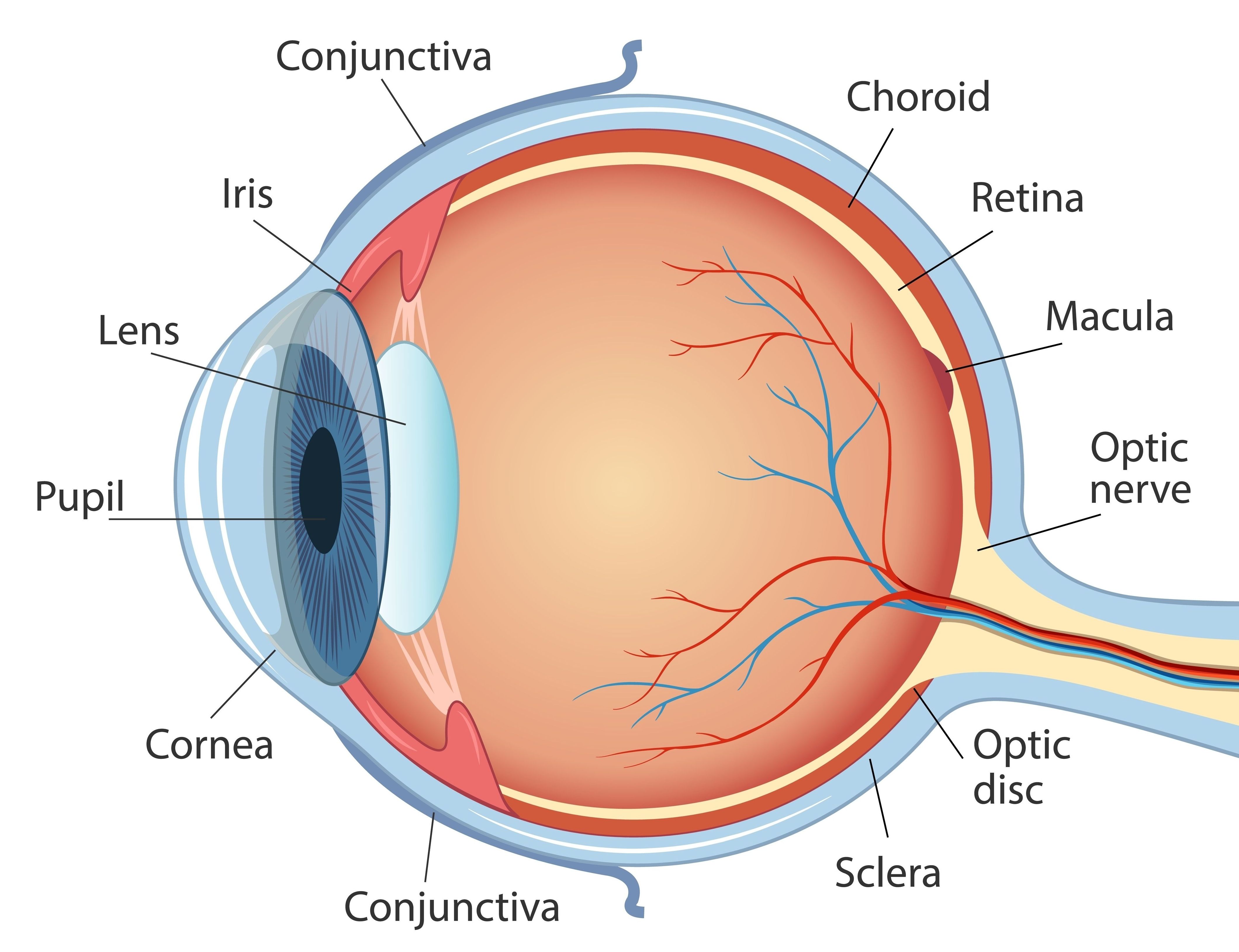 Anatomie Auge