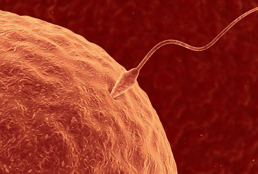 Spermium befruchtet Eizelle