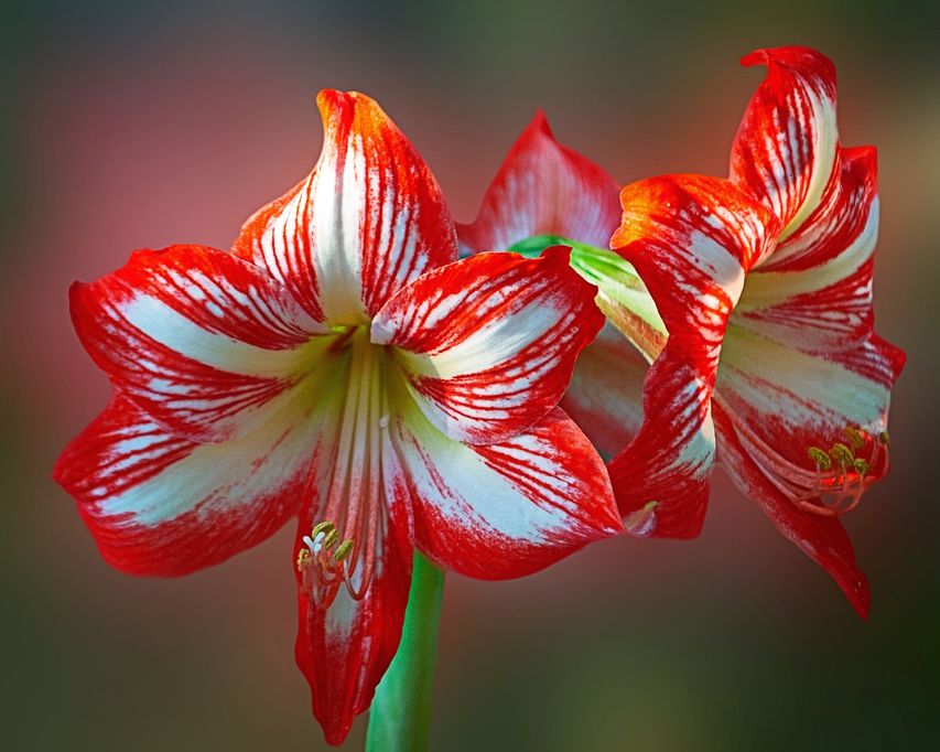 Rot-weisse Amaryllisblüten