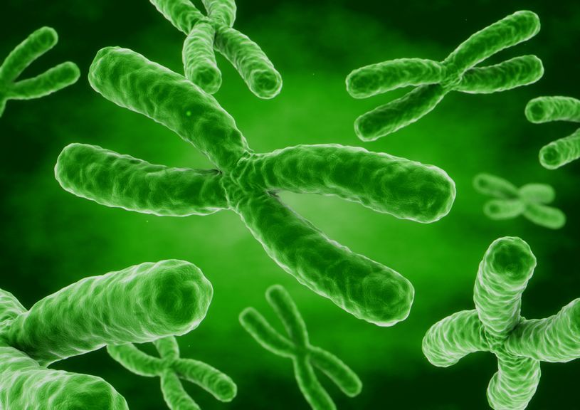 Chromosomen