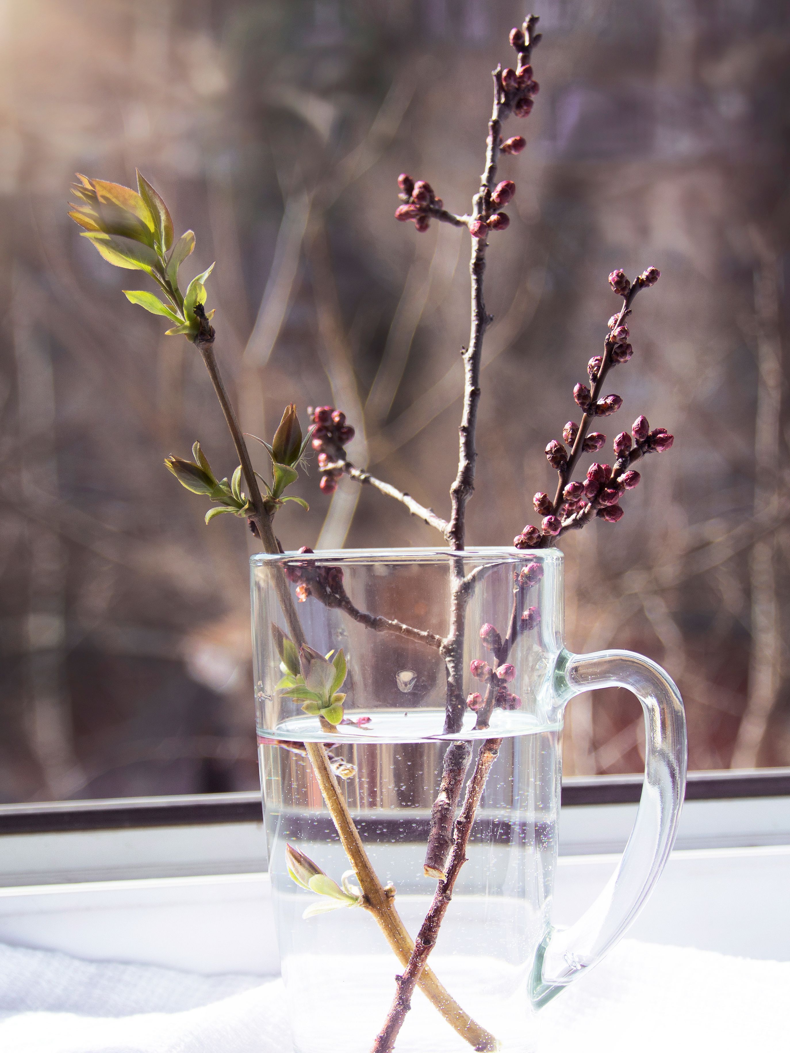 Blütenzweige in einer Tasse