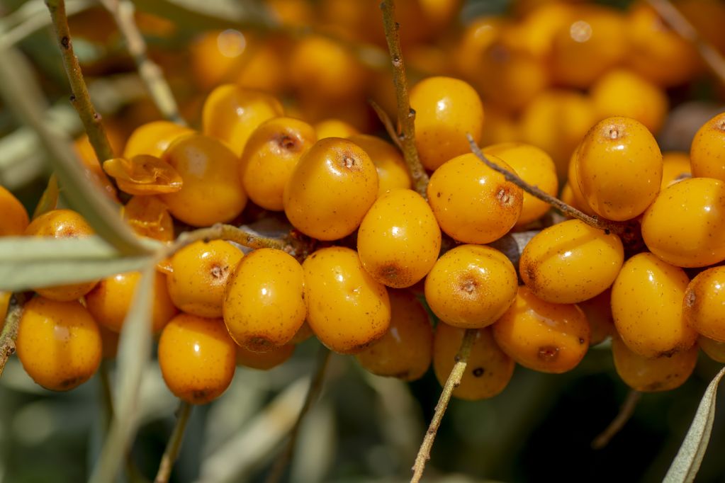 Sanddorn-Beeren