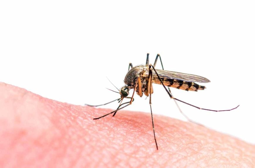 Zika Mosquito sticht