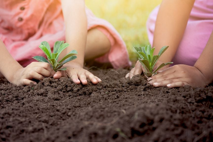 Kinder pflanzen Setzlinge