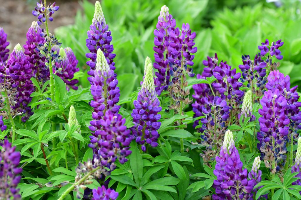 Blaue Lupine