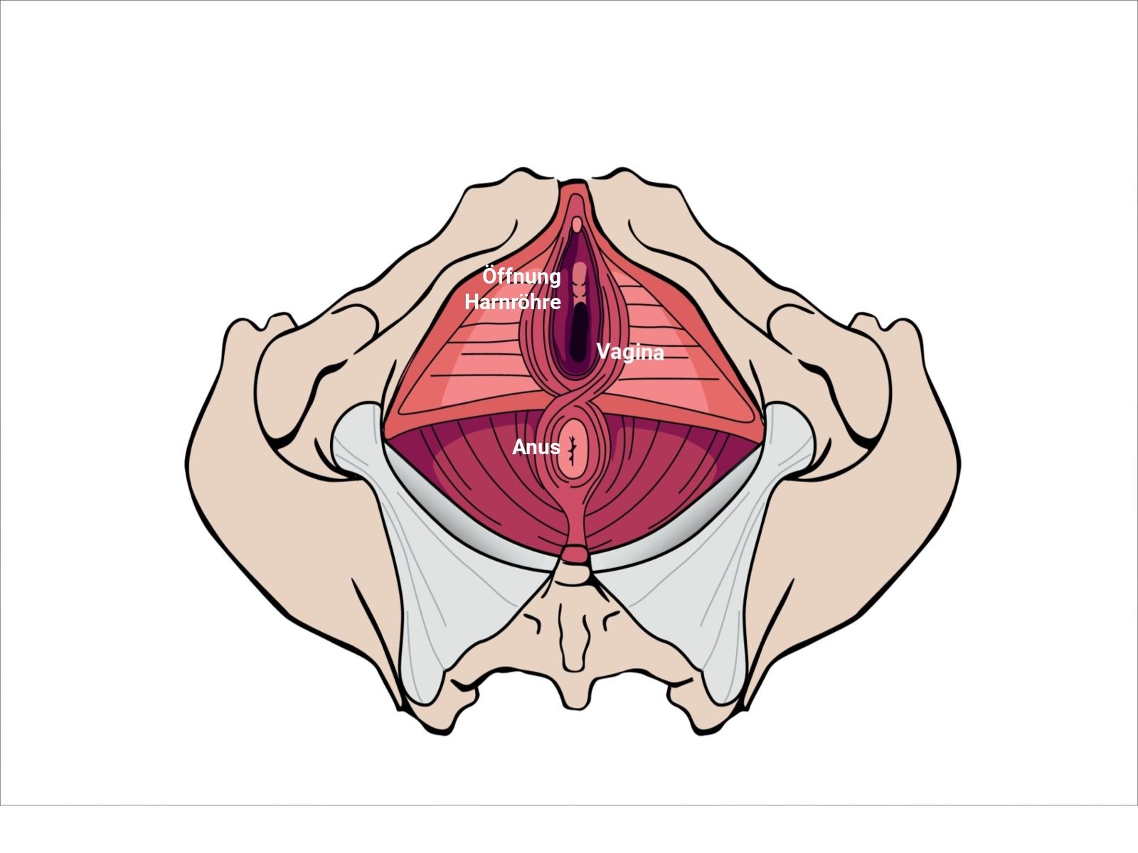 Illustration weibliche Beckenbodenmuskulatur